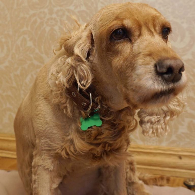 Dzīvnieku žetons ar gravējumu Pink III