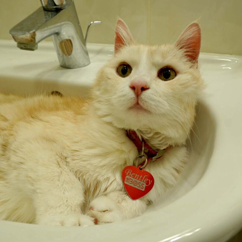 Жетон для животных Green II