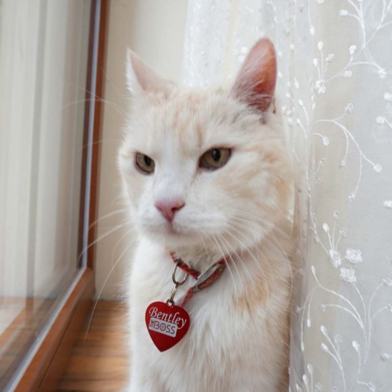 Dzīvnieku žetons ar gravējumu Yellow II