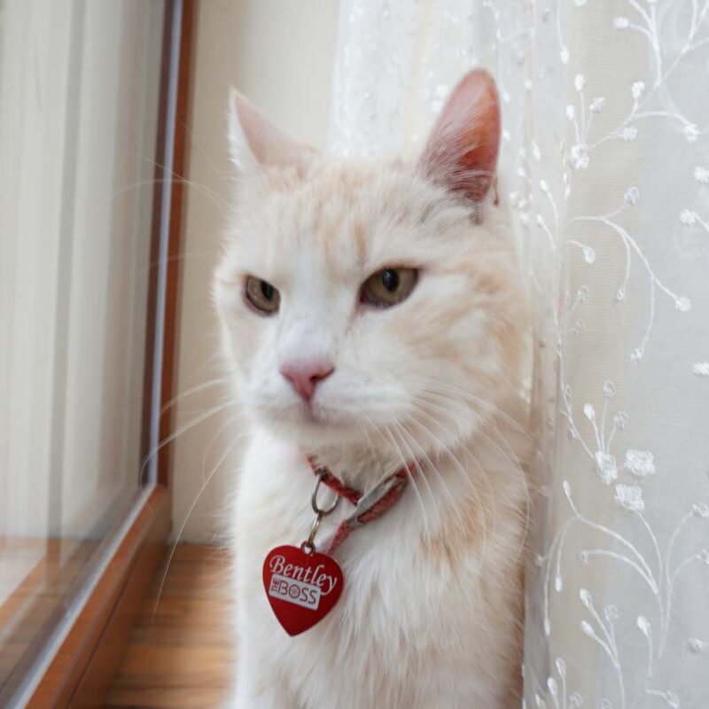 Жетон для животных Green II