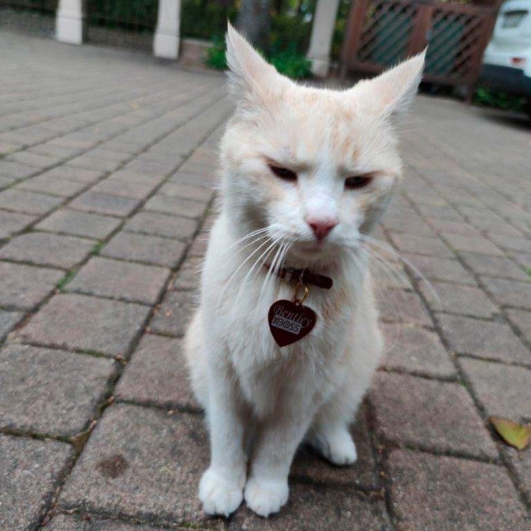 Dzīvnieku žetons ar gravējumu Yellow II