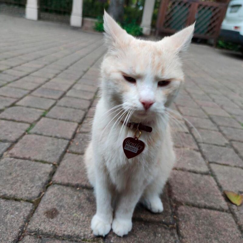 Жетон для животных Green II